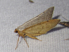 Taeniogramma tenebrosata