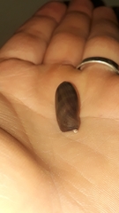 Macrocypraea cervinetta