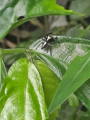 Orientattus hongkong