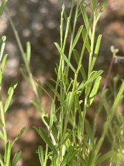 Polygala uncinata