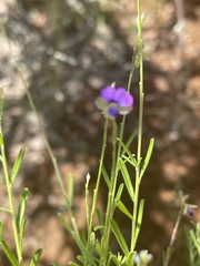 Polygala uncinata