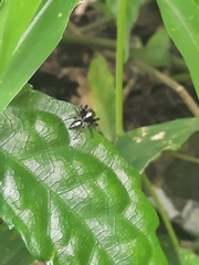 Orientattus hongkong