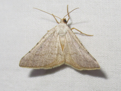 Taeniogramma tenebrosata