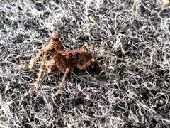 Pristoceuthophilus pacificus