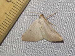 Taeniogramma tenebrosata