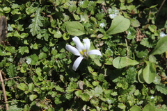 Lobelia perpusilla