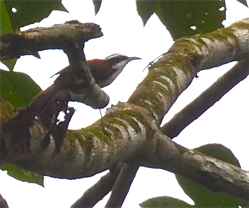 Sunda Scimitar Babbler (Pomatorhinus bornensis), photo 9