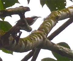 Pomatorhinus bornensis