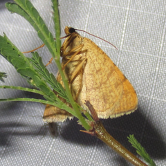 Taeniogramma tenebrosata