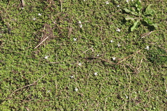 Lobelia perpusilla