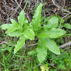 Acourtia microcephala