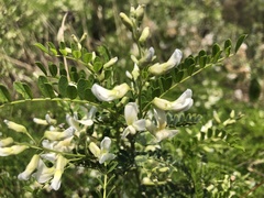Sophora davidii