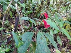 Kohleria inaequalis