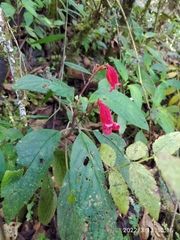 Kohleria inaequalis