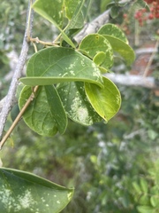 Tinospora tenera