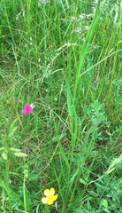 Lathyrus nissolia