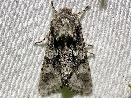 Figure-eight Sallow photo 5