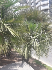 Chamaerops humilis