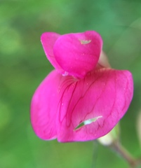 Lathyrus nissolia