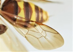 Nomada obliterata