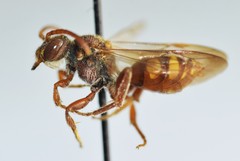Nomada obliterata