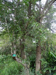 Strychnos madagascariensis