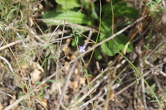 Wahlenbergia violacea