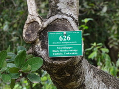 Strychnos madagascariensis