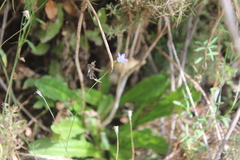 Wahlenbergia violacea