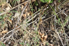 Wahlenbergia violacea