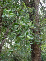 Strychnos madagascariensis