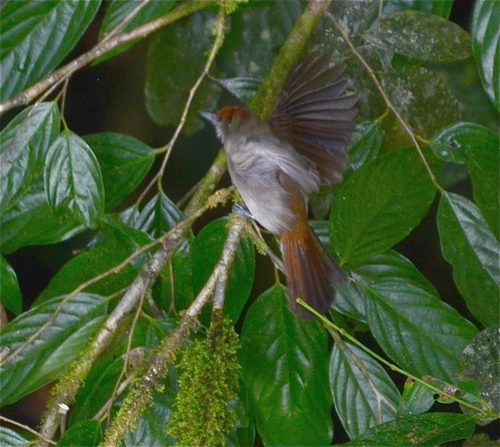 Rufous-crowned Babbler (Malacopteron magnum), photo 9