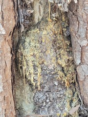 Chaenotheca ferruginea