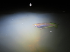 Melanotaenia splendida