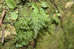 Leptopteris hymenophylloides