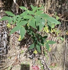 Wikstroemia