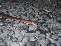 Cryptophis boschmai