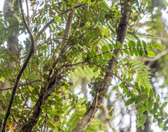 Metrosideros diffusa