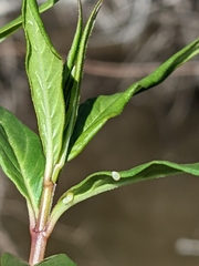 Asclepias perennis