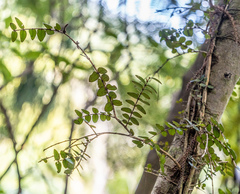 Metrosideros diffusa