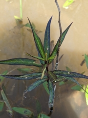 Asclepias perennis