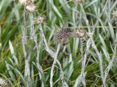Rutilia