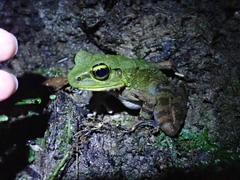 Meristogenys kinabaluensis