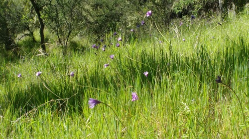 iNaturalist observation photo of blue dicks