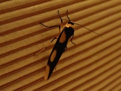 Monosyntaxis trimaculata