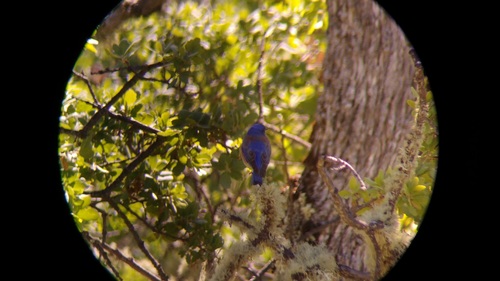 iNaturalist observation photo of Western Bluebird