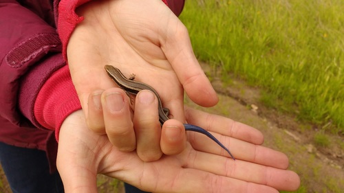 iNaturalist observation photo of Western Skink