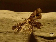 Fritillerinnys clathraria