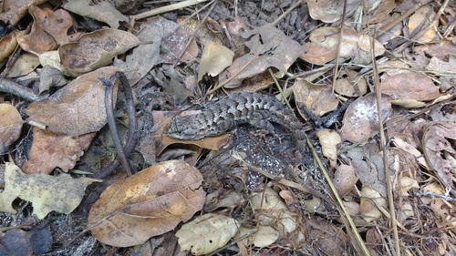 iNaturalist observation photo of Western Fence Lizard