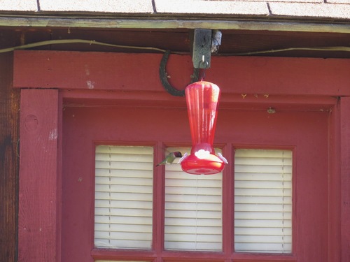 iNaturalist observation photo of Anna's Hummingbird